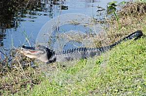 an alligator with open mouth