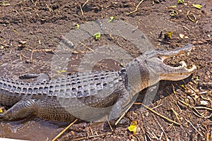 Alligator with an open Mouth