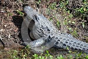 The alligator opens its mouth as if the let her young know that she`s watching over them