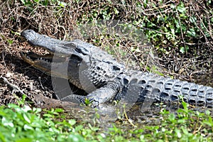 The alligator opens its mouth as it slowly begins to slide into the black water