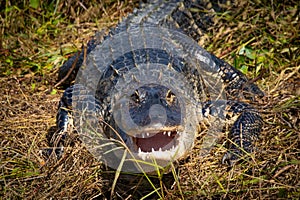 Alligator Pant