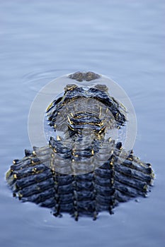 Alligator partially submerged everglades state national park florida usa