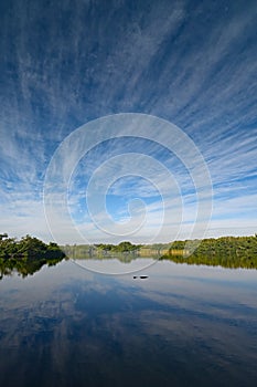 Alligator in Paurotis Pond in Everglades National Park, Florida.