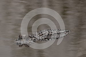 Alligator photographed during a swamp tour in the Louisiana bayou an hour outside of New Orleans