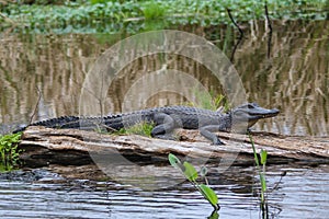 Alligator photographed during a swamp tour in the Louisiana bayou an hour outside of New Orleans