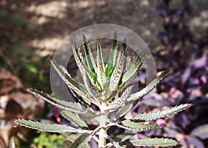 Alligator Plant close up; smooth bokeh