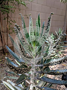 Alligator Plants Bryophyllum daigremontianum