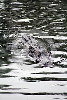 Alligator Poking head out of the water to get some sun.