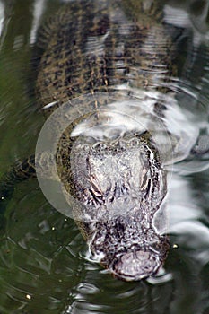 Alligator Poking head out of the water to get some sun.