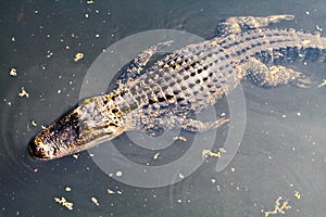 Alligator in Pond