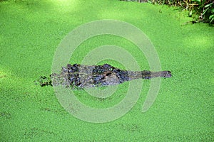 Alligator in Pond Scum photo