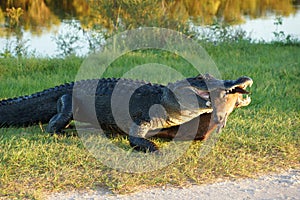 Alligator with prey animal