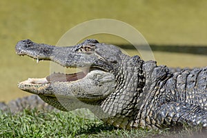 Alligator photo