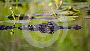 Alligator reflected in the water, Everglades National Park