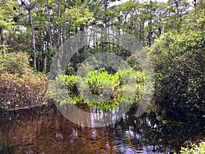 Alligator in reflecting water in the marsh, Everglades National Park