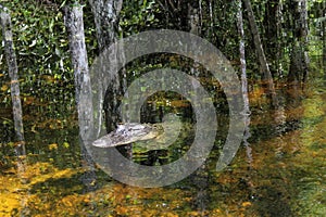 Alligator in reflecting water in the marsh, Everglades National Park