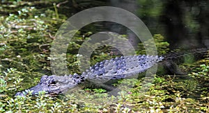 Alligator in reflecting water in the marsh, Everglades National Park