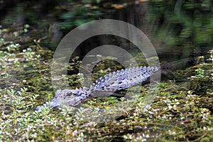 Alligator in reflecting water in the marsh, Everglades National Park