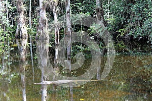 Alligator in reflecting water in the marsh, Everglades National Park