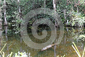 Alligator in reflecting water in the marsh, Everglades National Park