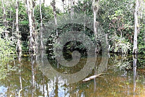 Alligator in reflecting water in the marsh, Everglades National Park