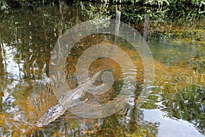 Alligator in reflecting water in the marsh, Everglades National Park