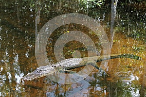 Alligator in reflecting water in the marsh, Everglades National Park