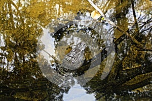Alligator reflection