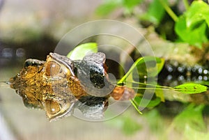 Alligator reflection
