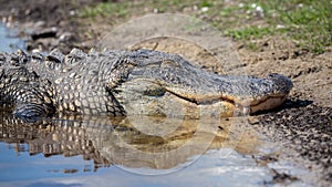 Alligator relfected in the water, Everglades National Park, Florida