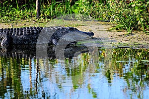 Alligator Resting