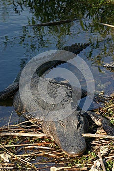 Alligator resting on bank