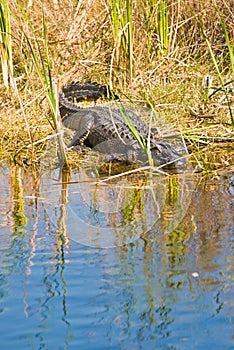 Alligator resting at the edge of a tropical lake in the everglades national park
