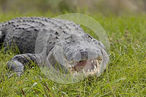 Alligator resting in the grass in Florida