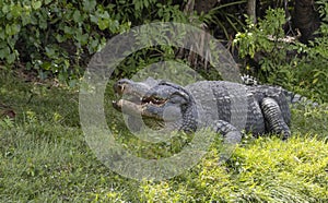 Alligator resting in the grass in Florida