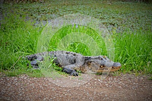 Alligator resting upon grass near pond