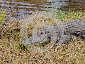 Alligator resting in grass and weeds on the ground