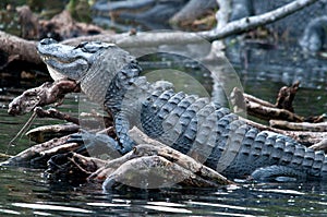 Alligator Resting Head