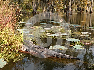 An alligator resting on a log in Lake Martin