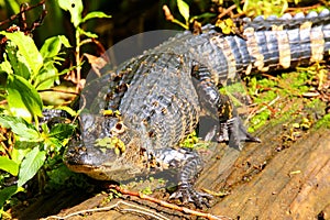 Alligator resting on a log