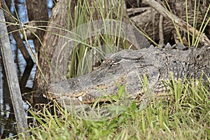 Alligator resting with open eyes in Everglades