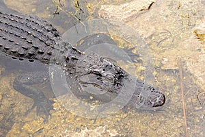 Alligator Resting On Rock In Everglades Of Florida