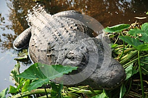 Alligator resting on shore of pond