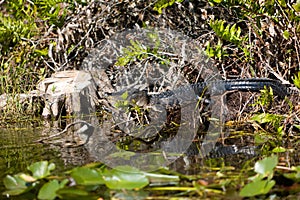 Alligator resting in the swamp