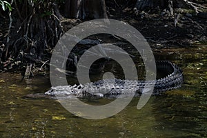 Alligator Resting in the Water, Big Cypress National Preserve, F