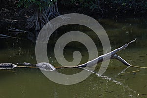 Alligator Resting in the Water, Sleeping, Big Cypress National P