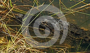 Alligator Rests Just Below Water Level In Everglades