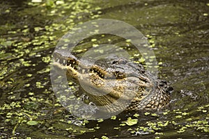 Alligator rising out of the water of a swamp, Florida.