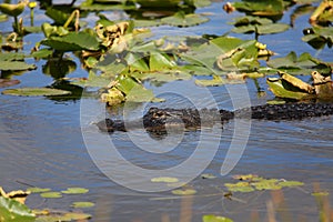 Alligator in River