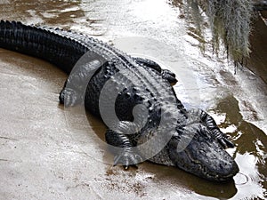 Alligator runoff photo